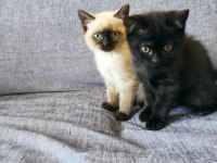 2.5 aylık siyam kedisi kayseri