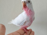 Albino Bebek Sultan Papağanı