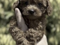 Toy Poodle Yavrusu
