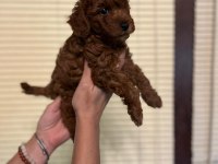 Oyuncu Toy Poodle yavrularımız