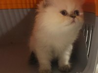 Bembeyaz mavi gözlü british longhair