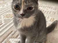 Scottish fold yavrularımız sahiplendirilmeye hazır
