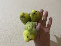Ele alışık Jumbo muhabbet kuşu yavru
