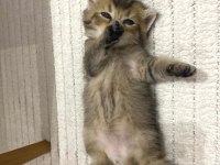Golden N12 british shorthair orjinal safkan