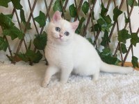 British Shorthair Golden Point Dişi NY1233