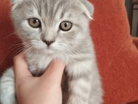Cins scottish fold yavru