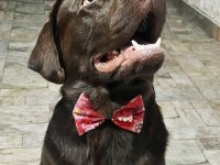 2 YAŞINDA KISIR ERKEK ÇİKOLATA LABRADOR