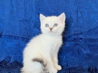 Maviş British Shorthair Oğlumuz