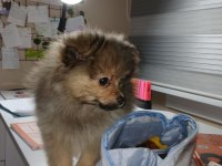 Saf pomeranian erkek yavru