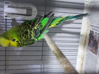Kafesi ile beraber üreticiden muhabbet kuşu