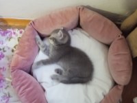 Akıllı oğlumuz gitmeye hazır british shorthair
