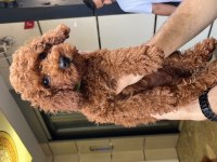 Sevimli Poodle Yavrular Ailesini Arıyor