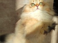 British longhair Golden