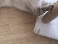 Ücretsiz silver golden point british shorthair