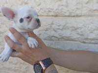 Anne altından muhteşem ırk güzeli french bulldog yavrular