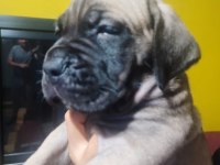 Safkan İtalyan Fawn Dişi Cane Corso