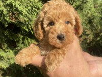Mini Red Poodle (Teacup)