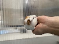 Guinea pig yavrular