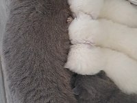 2 aylık anne scottish fold baba british orijinal ırk