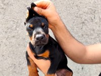 Anne baba FCİ KİF A şecere doberman yavruları