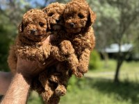 Anne altından toy poodle