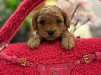 Yeni gelen maltipoo bebeklerimiz