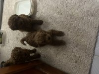 Toy poodle köpeği