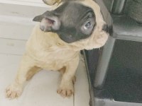 FRENCH BULLDOG YAVRULARIMIZ SAFKAN IRK GARANTİLİ
