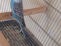 2 AYLIK GENÇ MAVİŞ DİŞİ MUHABBET KUŞU