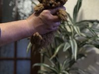 Yeni açılan toy poodle çiftliğimizden garantili yavrular