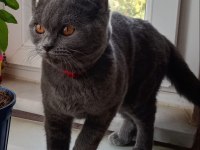 Daha dün gece doğdu yavrularım british shorthair