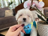 Kore Maltese Yavruları