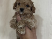 Aşılı Ve Tuvalet Eğitimli Maltipoo Bebekler