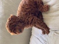 Toy poodle Kore poodle eşleşmesi