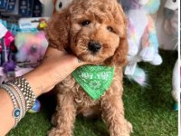Kahve tonlu mini boy sevimli yavrular MALTİPOO CİNSİ