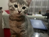 Russian Blue ve Sibirya Orman Kedisi Yavruları