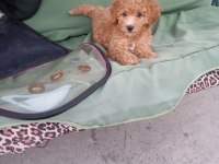 Eğitimli toy poodle