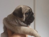 ERKEK VE DİŞİ YAVRU PUG YAVRULARI