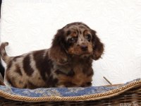 ÖZEL DACHSHUND YAVRULAR