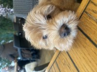 Maltipoo detaylar için telefonla görüşüm sağlayacağım