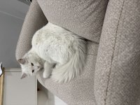 ANGORA KEDİSİNE ACİL YUVA