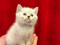 British shorthair yavrularımız
