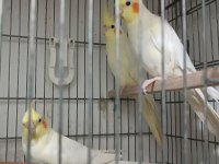 Dişi albino lutino damızlık yetişkin sultan papağanlar