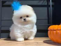 Orjinal safkan şecereli pomeranian boo yavruları