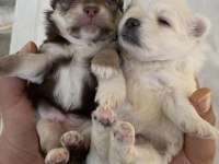 Mavi Gözlü Safkan Elma Kafa Chihuahua