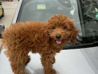 4 aylık toy poodle