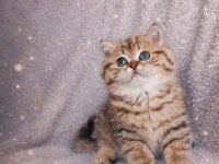 Kedimiz için açıklamayı okumadan aramayın