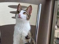 KEDİMİZ ÇOK ACİL YUVA ARIYOR