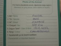 Eşimin hastalığından dolayı acil siyam kedisi