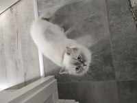 Bir yaşında çok güzel british longhair kızım